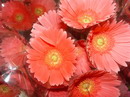 Barberton daisy
